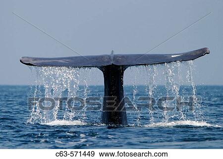 Adult blue whale (Balaenoptera musculus) fluke-up dive in the offshore waters of Santa Monica Bay, California, USA. The blue whale is the largest animal to ever live on the planet Earth! View Large Photo Image Stock Photo - Adult blue whale (Balaenoptera musculus) fluke-up dive in the offshore waters of Santa Monica Bay, California, USA. The blue whale is the largest animal to ever live on the planet Earth!. Fotosearch