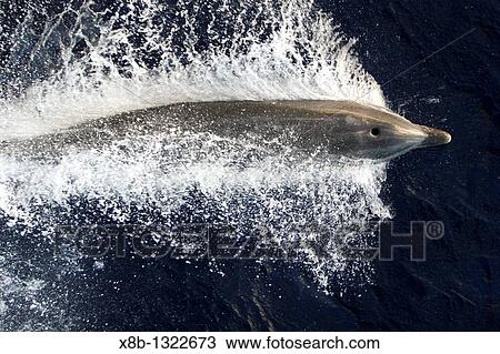 Adult bottlenose dolphin Tursiops truncatus bow riding the National Geographic Endeavour in the waters surrounding St Helena in the south Atlantic Ocean View Large Photo Image Stock Image - Adult bottlenose dolphin Tursiops truncatus bow riding the National Geographic Endeavour in the waters surrounding St Helena in the south Atlantic Ocean. Fotosearch