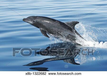 Adult Bottlenose Dolphin Tursiops truncatus gilli leaping in the upper Gulf of California Sea of Cortez, Mexico View Large Photo Image Stock Image - Adult Bottlenose Dolphin Tursiops truncatus gilli leaping in the upper Gulf of California Sea of Cortez, Mexico. Fotosearch