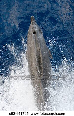Adult bottlenose dolphin (Tursiops truncatus) bow riding the National Geographic Endeavour in the waters surrounding Ascension Island in the south Atlantic Ocean. View Large Photo Image Stock Photography - Adult bottlenose dolphin (Tursiops truncatus) bow riding the National Geographic Endeavour in the waters surrounding Ascension Island in the south Atlantic Ocean.. Fotosearch