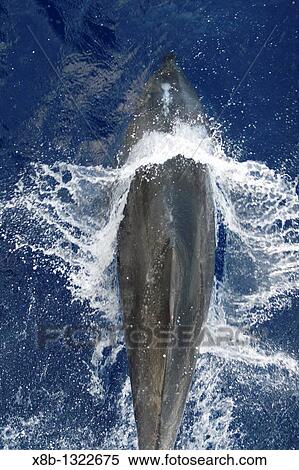 Adult bottlenose dolphin Tursiops truncatus bow riding the National Geographic Endeavour in the waters surrounding Ascension Island in the south Atlantic Ocean View Large Photo Image Stock Photography - Adult bottlenose dolphin Tursiops truncatus bow riding the National Geographic Endeavour in the waters surrounding Ascension Island in the south Atlantic Ocean. Fotosearch