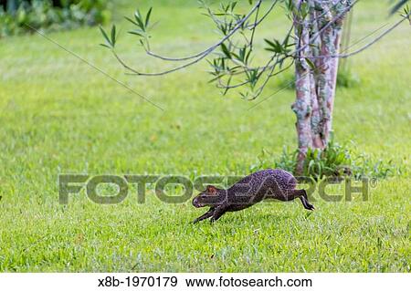 Adult Brazilian cavy, Cavia aperea, within Iguaz Falls National Park, Misiones, Argentina, South America. View Large Photo Image Stock Photo - Adult Brazilian cavy, Cavia aperea, within Iguaz Falls National Park, Misiones, Argentina, South America.. Fotosearch