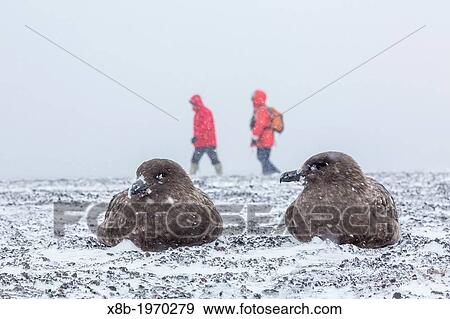 Adult brown (Antarctic) skuas (Catharacta antarctica) in a snow storm on Deception Island in the South Shetland Islands, Antarctica. View Large Photo Image Stock Photo - Adult brown (Antarctic) skuas (Catharacta antarctica) in a snow storm on Deception Island in the South Shetland Islands, Antarctica.. Fotosearch