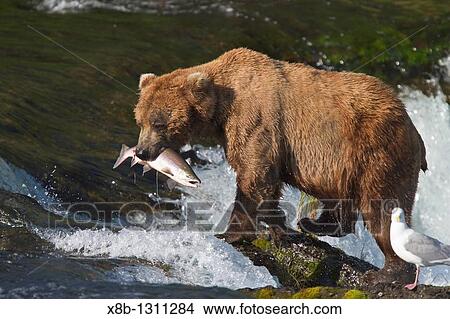 Adult brown bear Ursus arctos foraging for salmon at the Brooks River in Katmai National Park near Bristol Bay, Alaska, USA Pacific Ocean View Large Photo Image Picture - Adult brown bear Ursus arctos foraging for salmon at the Brooks River in Katmai National Park near Bristol Bay, Alaska, USA Pacific Ocean. Fotosearch