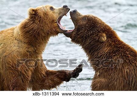 Adult brown bear Ursus arctos foraging for salmon at the Brooks River in Katmai National Park near Bristol Bay, Alaska, USA Pacific Ocean View Large Photo Image Picture - Adult brown bear Ursus arctos foraging for salmon at the Brooks River in Katmai National Park near Bristol Bay, Alaska, USA Pacific Ocean. Fotosearch