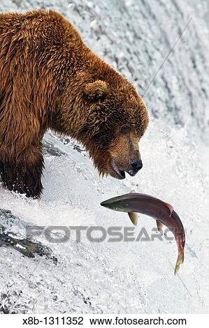 Adult brown bear Ursus arctos foraging for salmon at the Brooks River in Katmai National Park near Bristol Bay, Alaska, USA Pacific Ocean View Large Photo Image Stock Image - Adult brown bear Ursus arctos foraging for salmon at the Brooks River in Katmai National Park near Bristol Bay, Alaska, USA Pacific Ocean. Fotosearch