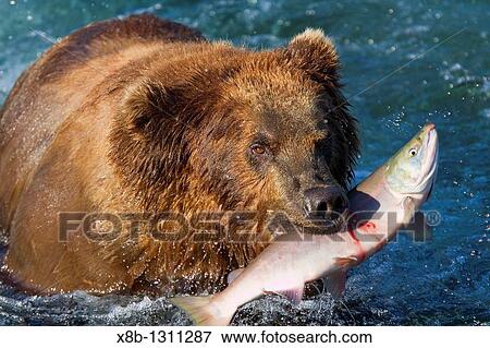 Adult brown bear Ursus arctos foraging for salmon at the Brooks River in Katmai National Park near Bristol Bay, Alaska, USA Pacific Ocean View Large Photo Image Stock Photo - Adult brown bear Ursus arctos foraging for salmon at the Brooks River in Katmai National Park near Bristol Bay, Alaska, USA Pacific Ocean. Fotosearch