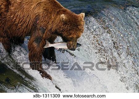 Adult brown bear Ursus arctos foraging for salmon at the Brooks River in Katmai National Park near Bristol Bay, Alaska, USA Pacific Ocean View Large Photo Image Stock Photo - Adult brown bear Ursus arctos foraging for salmon at the Brooks River in Katmai National Park near Bristol Bay, Alaska, USA Pacific Ocean. Fotosearch