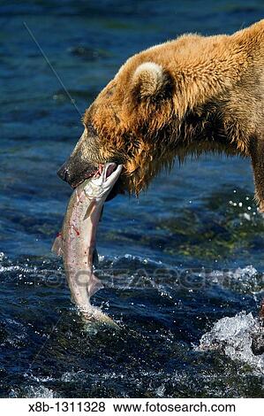 Adult brown bear Ursus arctos foraging for salmon at the Brooks River in Katmai National Park near Bristol Bay, Alaska, USA Pacific Ocean View Large Photo Image Stock Photo - Adult brown bear Ursus arctos foraging for salmon at the Brooks River in Katmai National Park near Bristol Bay, Alaska, USA Pacific Ocean. Fotosearch