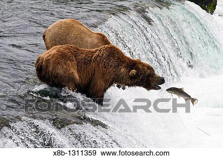 Adult brown bear Ursus arctos foraging for salmon at the Brooks River in Katmai National Park near Bristol Bay, Alaska, USA Pacific Ocean View Large Photo Image Stock Photo - Adult brown bear Ursus arctos foraging for salmon at the Brooks River in Katmai National Park near Bristol Bay, Alaska, USA Pacific Ocean. Fotosearch