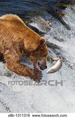 Adult brown bear Ursus arctos foraging for salmon at the Brooks River in Katmai National Park near Bristol Bay, Alaska, USA Pacific Ocean View Large Photo Image Stock Photograph - Adult brown bear Ursus arctos foraging for salmon at the Brooks River in Katmai National Park near Bristol Bay, Alaska, USA Pacific Ocean. Fotosearch