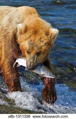 Adult brown bear Ursus arctos foraging for salmon at the Brooks River in Katmai National Park near Bristol Bay, Alaska, USA Pacific Ocean View Large Photo Image Stock Photograph - Adult brown bear Ursus arctos foraging for salmon at the Brooks River in Katmai National Park near Bristol Bay, Alaska, USA Pacific Ocean. Fotosearch