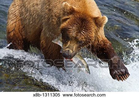Adult brown bear Ursus arctos foraging for salmon at the Brooks River in Katmai National Park near Bristol Bay, Alaska, USA Pacific Ocean View Large Photo Image Stock Photography - Adult brown bear Ursus arctos foraging for salmon at the Brooks River in Katmai National Park near Bristol Bay, Alaska, USA Pacific Ocean. Fotosearch