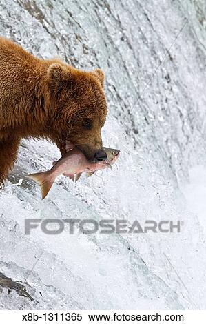 Stock Photography - Adult brown bear Ursus arctos foraging for salmon at the Brooks River in Katmai National Park near Bristol Bay, Alaska, USA Pacific Ocean. Fotosearch