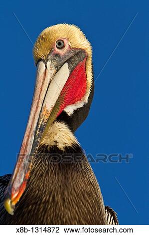 Adult brown pelican Pelecanus occidentalis gathering at the docks in the fishing town of San Carlos on the Pacific side of Baja California Norte, Mexico, Pacific Ocean View Large Photo Image Stock Image - Adult brown pelican Pelecanus occidentalis gathering at the docks in the fishing town of San Carlos on the Pacific side of Baja California Norte, Mexico, Pacific Ocean. Fotosearch