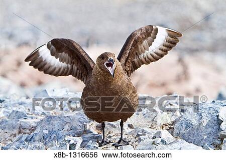 Stock Photograph - Adult Brown Skua Catharacta antarctica near the Antarctic peninsula in the southern ocean. Fotosearch