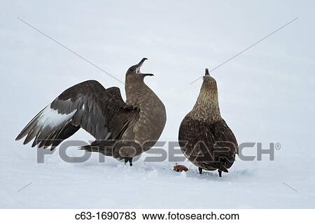 Adult Brown Skuas Catharacta antarctica working together to steal a penguin egg near the Antarctic peninsula in the Southern Ocean View Large Photo Image Stock Image - Adult Brown Skuas Catharacta antarctica working together to steal a penguin egg near the Antarctic peninsula in the Southern Ocean. Fotosearch