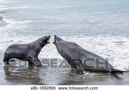 Stock Photography - Adult bull Antarctic fur seals Arctocephalus gazella in the surf at Salisbury Plain on South Georgia Island, Southern Ocean. Fotosearch