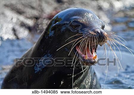 Stock Photography - Adult bull Galapagos sea lion Zalophus wollebaeki posturing on Fernandina Island in the Galapagos Island Archipelago, Ecuador. Fotosearch