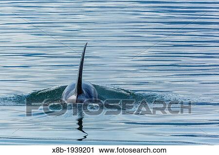 Adult bull killer whale (Orcinus orca) surfacing in Glacier Bay National Park, Southeast Alaska, Pacific Ocean. View Large Photo Image Stock Image - Adult bull killer whale (Orcinus orca) surfacing in Glacier Bay National Park, Southeast Alaska, Pacific Ocean.. Fotosearch
