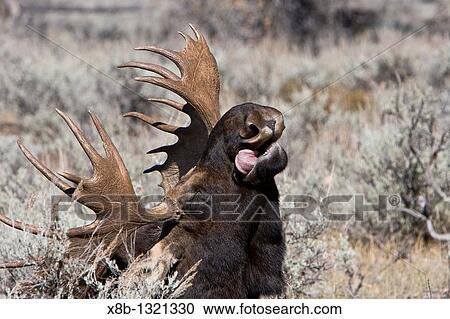 Adult bull moose Alces alces shirasi near the Gros Ventre river just outside of Grand Teton National Park, Wyoming, USA The moose is actually the largest member of the deer family View Large Photo Image Stock Image - Adult bull moose Alces alces shirasi near the Gros Ventre river just outside of Grand Teton National Park, Wyoming, USA The moose is actually the largest member of the deer family. Fotosearch