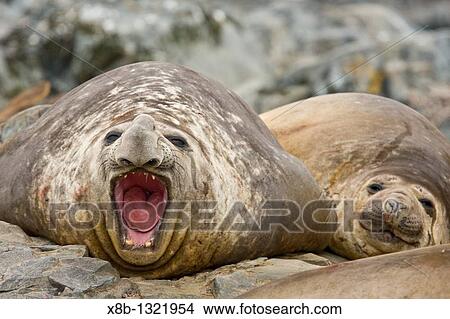 Adult bull southern elephant seal Mirounga leonina on the beach on Torgesen Island just outside Palmer Station in Port Arthur, Antarctica View Large Photo Image Picture - Adult bull southern elephant seal Mirounga leonina on the beach on Torgesen Island just outside Palmer Station in Port Arthur, Antarctica. Fotosearch