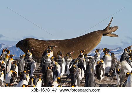 Stock Photo - Adult bull southern elephant seal Mirounga leonina stretching amongst king penguins at Gold Harbour on South Georgia Island in the Southern Ocean. Fotosearch