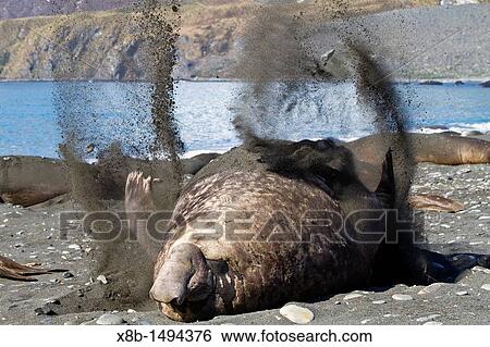 Adult bull southern elephant seal Mirounga leonina flipping sand onto its back to cool off on South Georgia Island in the Southern Ocean View Large Photo Image Stock Photograph - Adult bull southern elephant seal Mirounga leonina flipping sand onto its back to cool off on South Georgia Island in the Southern Ocean. Fotosearch