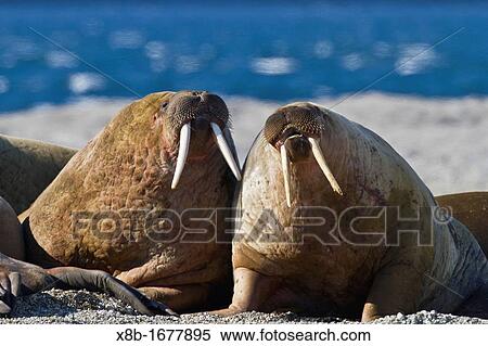 Adult bull walrus Odobenus rosmarus rosmarus hauled out on the beach in the Svalbard Archipelago, Norway View Large Photo Image Stock Photography - Adult bull walrus Odobenus rosmarus rosmarus hauled out on the beach in the Svalbard Archipelago, Norway. Fotosearch