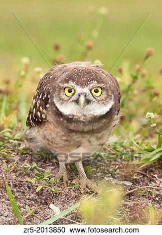 Adult burrowing owl in defensive posture, Florida, USA. View Large Photo Image Stock Image - Adult burrowing owl in defensive posture, Florida, USA.. Fotosearch