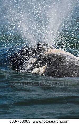 Adult California Gray Whale (Eschrichtius robustus) surfacing (note blow from two blow holes of whale) in Magdalena Bay near Puerto Lopez Mateos on the Pacific side of the Baja Peninsula, Baja California Sur, Mexico. View Large Photo Image Stock Image - Adult California Gray Whale (Eschrichtius robustus) surfacing (note blow from two blow holes of whale) in Magdalena Bay near Puerto Lopez Mateos on the Pacific side of the Baja Peninsula, Baja California Sur, Mexico.. Fotosearch