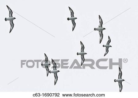 Adult cape petrels Daption capense in flight near Deception Island, Antarctica, Southern Ocean View Large Photo Image Stock Image - Adult cape petrels Daption capense in flight near Deception Island, Antarctica, Southern Ocean. Fotosearch