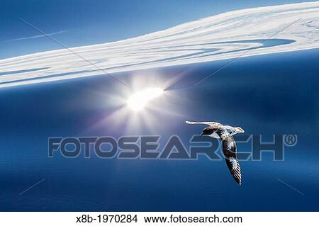 Adult cape (pintado) petrel, Daption capense, in flight, Drake Passage, Antarctica, Southern Ocean. View Large Photo Image Picture - Adult cape (pintado) petrel, Daption capense, in flight, Drake Passage, Antarctica, Southern Ocean.. Fotosearch