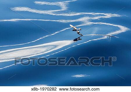 Adult cape (pintado) petrel, Daption capense, in flight, Drake Passage, Antarctica, Southern Ocean. View Large Photo Image Stock Image - Adult cape (pintado) petrel, Daption capense, in flight, Drake Passage, Antarctica, Southern Ocean.. Fotosearch