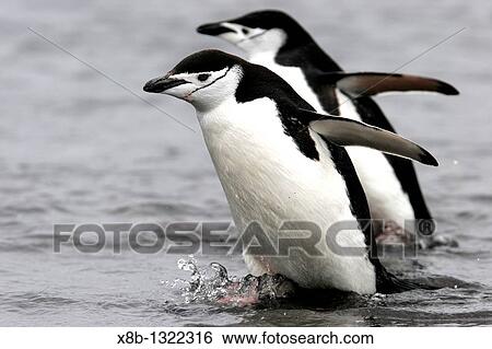 Adult chinstrap penguin Pygoscelis antarctica returnig from the sea to feed their chicks in the Aitcho Island Group near the Antarctic Peninsula View Large Photo Image Stock Photograph - Adult chinstrap penguin Pygoscelis antarctica returnig from the sea to feed their chicks in the Aitcho Island Group near the Antarctic Peninsula. Fotosearch