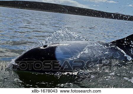 Adult Commerson's dolphin Cephalorhynchus commersonii surfacing in the shallow waters surrounding Stanley Harbor in the Falkland Islands, South Atlantic Ocean View Large Photo Image Stock Image - Adult Commerson's dolphin Cephalorhynchus commersonii surfacing in the shallow waters surrounding Stanley Harbor in the Falkland Islands, South Atlantic Ocean. Fotosearch