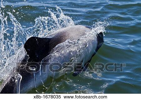 Adult Commerson's dolphin Cephalorhynchus commersonii surfacing in the shallow waters surrounding Stanley Harbor in the Falkland Islands, South Atlantic Ocean View Large Photo Image Stock Photography - Adult Commerson's dolphin Cephalorhynchus commersonii surfacing in the shallow waters surrounding Stanley Harbor in the Falkland Islands, South Atlantic Ocean. Fotosearch