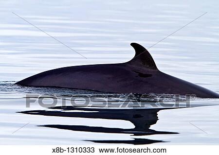Stock Image - Adult common northern minke whale Balaenoptera acutorostrata sub-surface feeding in the rich waters of Woodfjord off the northwest side of Spitsbergen in the Svalbard Archipelago, Norway. Fotosearch
