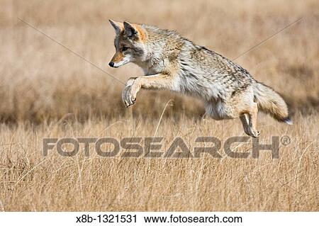 Adult coyote Canis latrans searching for prey in tall grasses in Yellowstone National Park, Wyoming, USA View Large Photo Image Stock Image - Adult coyote Canis latrans searching for prey in tall grasses in Yellowstone National Park, Wyoming, USA. Fotosearch
