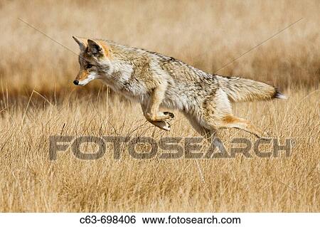 Adult coyote Canis latrans searching for prey and leaping for it in tall grasses in Yellowstone National Park, Wyoming, USA View Large Photo Image Stock Photograph - Adult coyote Canis latrans searching for prey and leaping for it in tall grasses in Yellowstone National Park, Wyoming, USA. Fotosearch