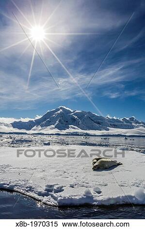 Adult crabeater seal (Lobodon carcinophaga) pair - possible mating, Port Lockroy, Antarctic Peninsula, Southern Ocean. View Large Photo Image Stock Photography - Adult crabeater seal (Lobodon carcinophaga) pair - possible mating, Port Lockroy, Antarctic Peninsula, Southern Ocean.. Fotosearch