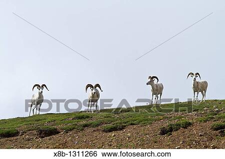 Adult Dall sheep Ovis dalli in Denali National Park, Alaska, USA View Large Photo Image Stock Photograph - Adult Dall sheep Ovis dalli in Denali National Park, Alaska, USA. Fotosearch