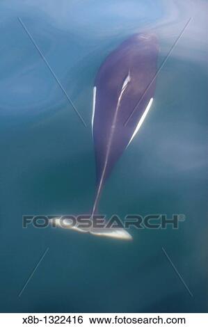Adult Dall's porpoise Phocoenoides dalli surfacing in Chatham Strait, Southeast Alaska, USA This porpoise often casts a? roostertail? of water in front of its body when it surfaces to breath Dall's porpoise are among the fastest cetaceans in the world View Large Photo Image Stock Photograph - Adult Dall's porpoise Phocoenoides dalli surfacing in Chatham Strait, Southeast Alaska, USA This porpoise often casts a? roostertail? of water in front of its body when it surfaces to breath Dall's porpoise are among the fastest cetaceans in the world. Fotosearch