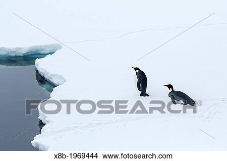 Adult emperor penguins, Aptenodytes forsteri, on sea ice in Crystal Sound, below the Antarctic Circle, Antarctica, Southern Ocean. View Large Photo Image Picture - Adult emperor penguins, Aptenodytes forsteri, on sea ice in Crystal Sound, below the Antarctic Circle, Antarctica, Southern Ocean.. Fotosearch