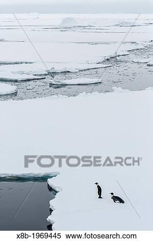 Adult emperor penguins, Aptenodytes forsteri, on sea ice in Crystal Sound, below the Antarctic Circle, Antarctica, Southern Ocean. View Large Photo Image Stock Photography - Adult emperor penguins, Aptenodytes forsteri, on sea ice in Crystal Sound, below the Antarctic Circle, Antarctica, Southern Ocean.. Fotosearch
