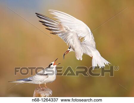 Adult feeding a young Common Tern Sterna hirundo at S? Albufera, Majorca, Spain View Large Photo Image Stock Photo - Adult feeding a young Common Tern Sterna hirundo at S? Albufera, Majorca, Spain. Fotosearch