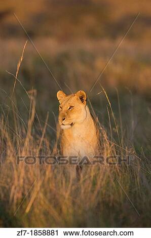 Stock Image - Adult female African Lion Panthera leo on savannah. Fotosearch