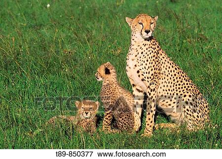 Adult Female Cheetah Acinonyx jubatas stands with cub looking out on savanna View Large Photo Image Stock Photo - Adult Female Cheetah Acinonyx jubatas stands with cub looking out on savanna. Fotosearch