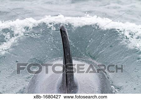 Adult female killer whale Orcinus orca surfacing in Chatham Strait, Southeast Alaska, Pacific Ocean View Large Photo Image Stock Photo - Adult female killer whale Orcinus orca surfacing in Chatham Strait, Southeast Alaska, Pacific Ocean. Fotosearch