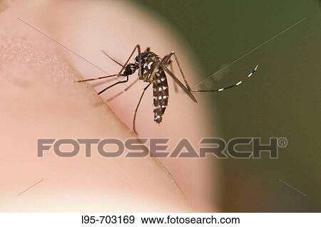 Adult female of the Asian Tiger Mosquito Aedes albopictus, biting on human View Large Photo Image Stock Photo - Adult female of the Asian Tiger Mosquito Aedes albopictus, biting on human. Fotosearch